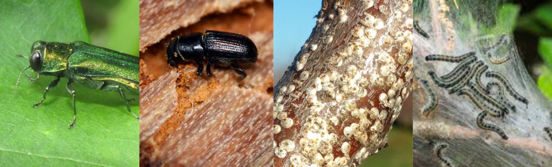 tree_pests.jpg